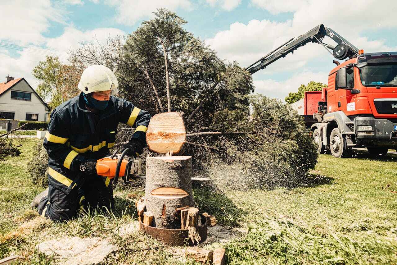 Best Tree Removal Near Me  in Tavernier, FL